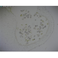 Philip Harris Prepared Microscope Slide - Lily (Lilium regale) Anthers T.S. 